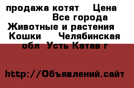продажа котят  › Цена ­ 15 000 - Все города Животные и растения » Кошки   . Челябинская обл.,Усть-Катав г.